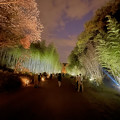 東山動植物園春まつり：竹林のライトアップ - 8
