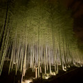 東山動植物園春まつり：竹林のライトアップ - 10