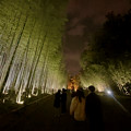 東山動植物園春まつり：竹林のライトアップ - 11