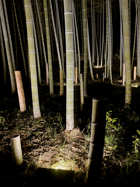東山動植物園春まつり：竹林のライトアップ - 12