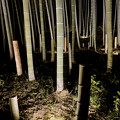 東山動植物園春まつり：竹林のライトアップ - 12
