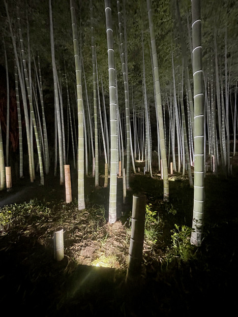 東山動植物園春まつり：竹林のライトアップ - 13