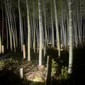 東山動植物園春まつり：竹林のライトアップ - 13