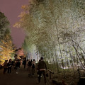 東山動植物園春まつり：竹林のライトアップ - 14
