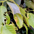 写真: 葉っぱの上を覆って作った巣（？）の中に隠れていた蜘蛛 - 1