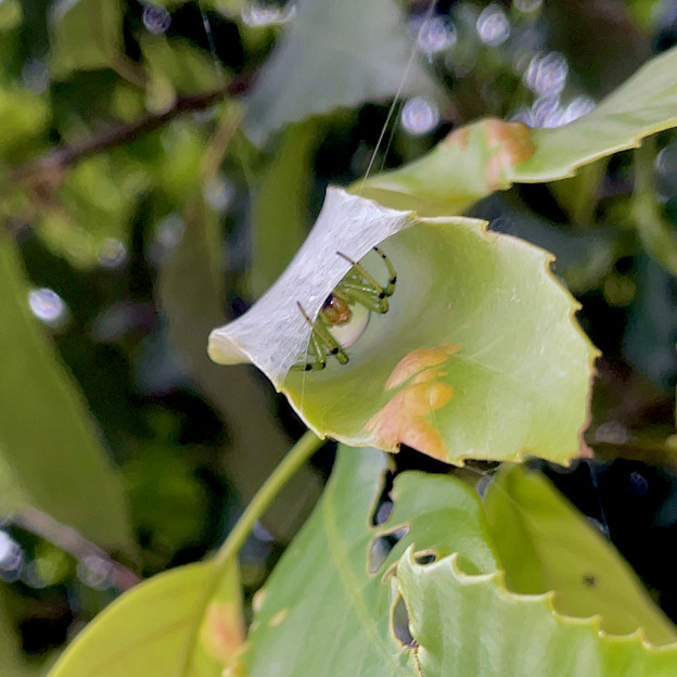 葉っぱの上を覆って作った巣（？）の中に隠れていた蜘蛛 - 2
