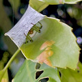 写真: 葉っぱの上を覆って作った巣（？）の中に隠れていた蜘蛛 - 3