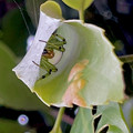 写真: 葉っぱの上を覆って作った巣（？）の中に隠れていた蜘蛛 - 4