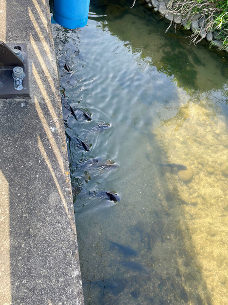 巾下川の橋の下を泳ぐ鯉 - 1