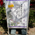 写真: 鶴舞公園 2023 No - 21：菖蒲池で行われてた「しょうぶ茶会」