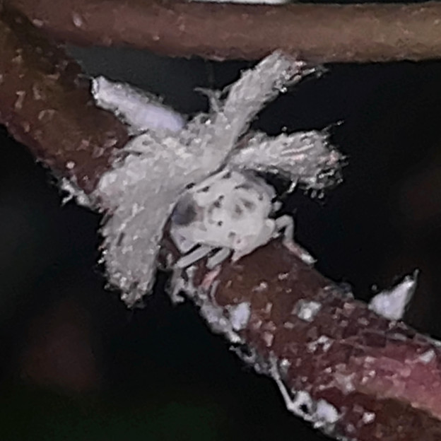 今年もよく見かけるオオシラホシハゴロモの幼虫 - 6