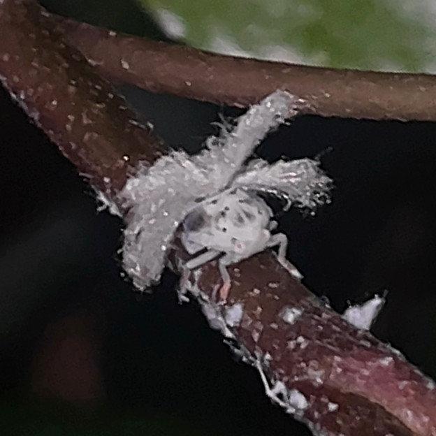 今年もよく見かけるオオシラホシハゴロモの幼虫 - 5