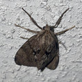 写真: 濃い茶色の蛾 - 4