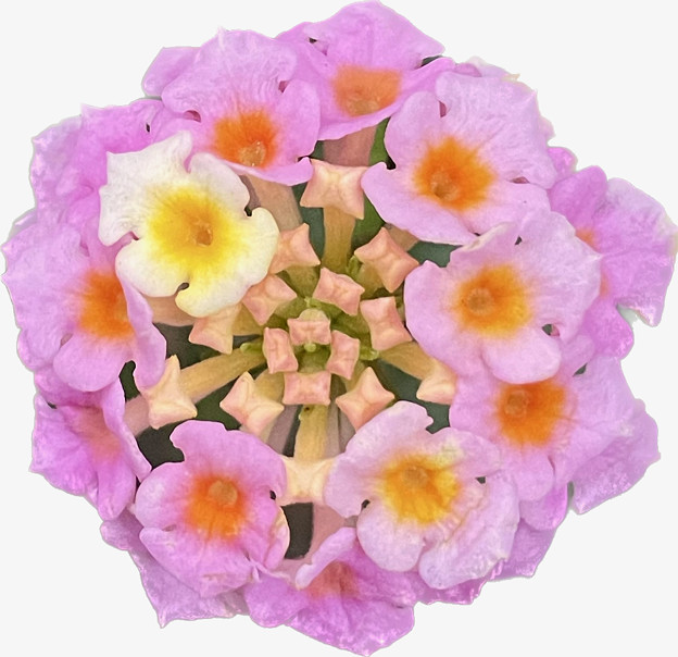 iPhoneの写真アプリで切り出したランタナの花