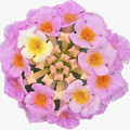 写真: iPhoneの写真アプリで切り出したランタナの花