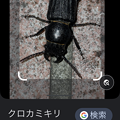 Googleアプリの「Googleレンズ」機能で昆虫を判別 - 3