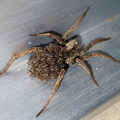 写真: 沢山の子蜘蛛を背負っていたハラクロコモリグモ - 5