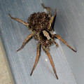 沢山の子蜘蛛を背負っていたハラクロコモリグモ - 6