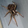 沢山の子蜘蛛を背負っていたハラクロコモリグモ - 7