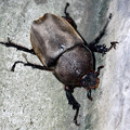 写真: 立派な体のカブトムシのメス - 5