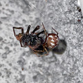 写真: 何か捕まえていた飴色の蜘蛛 - 3
