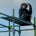 写真: 国道19号沿いのチンパンジー像 - 33