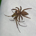 他の蜘蛛を襲っていたハエトリグモ - 2