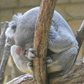 写真: 木の上で眠るコアラ（東山動植物園）- 2
