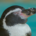 フンボルトペンギンの顔のアップ