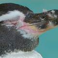 写真: フンボルトペンギンのくちばしのアップ