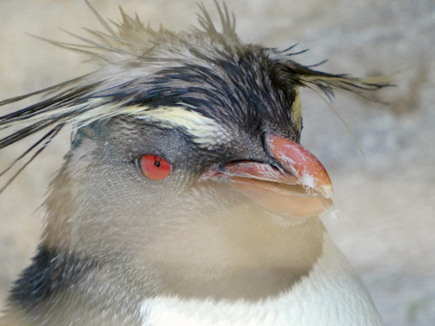 イワトビペンギンの顔のアップ - 1