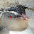 写真: イワトビペンギンの顔のアップ - 1