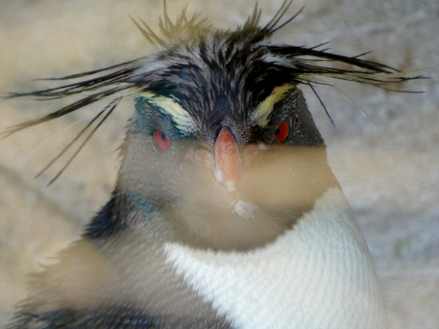 写真: イワトビペンギンの顔のアップ - 2