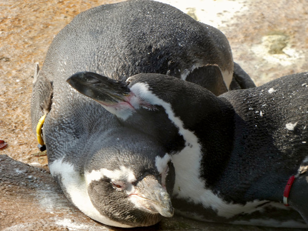 他のペンギンの上に頭を乗せて眠るフンボルトペンギン - 3