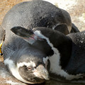 写真: 他のペンギンの上に頭を乗せて眠るフンボルトペンギン - 3