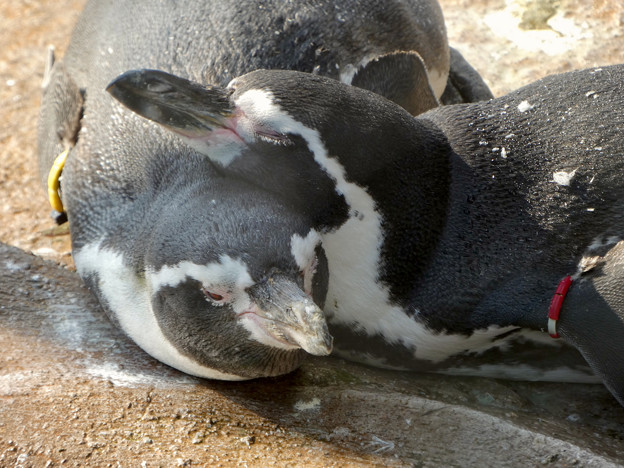 写真: 他のペンギンの上に頭を乗せて眠るフンボルトペンギン - 4