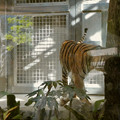 写真: アジアの熱帯雨林エリア「新トラ・オランウータン舎」- 4