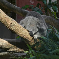 木の上で眠るコアラ - 2