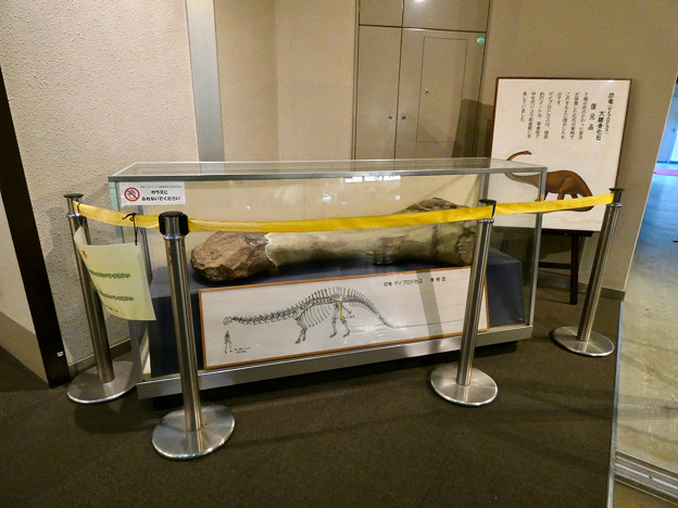 動物会館に展示されてるディブロドクス（ディブロドカス）の大腿骨 - 1