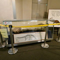 動物会館に展示されてるディブロドクス（ディブロドカス）の大腿骨 - 1