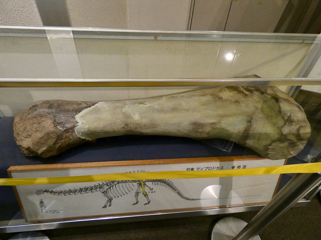 動物会館に展示されてるディブロドクス（ディブロドカス）の大腿骨 - 2