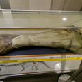 動物会館に展示されてるディブロドクス（ディブロドカス）の大腿骨 - 2