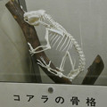 コアラの骨格標本