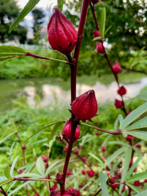 写真: 八田川沿いに生えていた赤い花のツボミ - 2