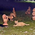 写真: 埴輪と並ぶ猫 - 1