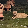 写真: 埴輪と並ぶ猫 - 2