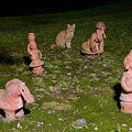 写真: 埴輪と並ぶ猫 - 6