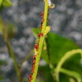 ヒメテントウの幼虫とセイタカアワダチソウヒゲナガアブラムシ - 1