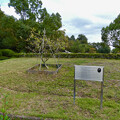 写真: グリーンピア春日井にあるニュートンのリンゴの木 - 1