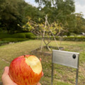 ニュートンの木の前でリンゴをかじる - 1